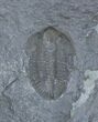 Ogyginus Trilobite - Wales, Great Britian #30792-1